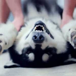 Animal husky PFP