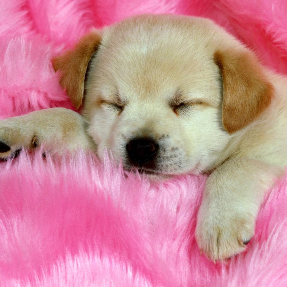 Puppy sleeping on a pink rug by Scott Ford