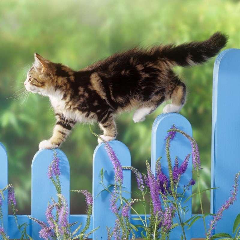 Kitten walking on a fence