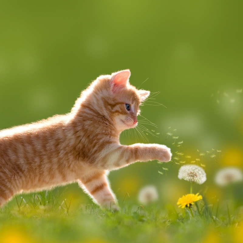 Kitten in Spring Field