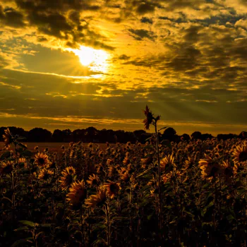 field summer flower nature sunflower PFP