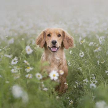 daisy dog golden retriever Animal PFP