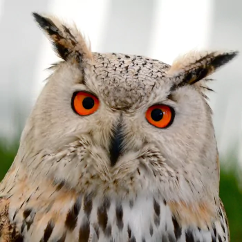 Animal owl PFP