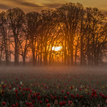 fog flower tulip meadow nature PFP