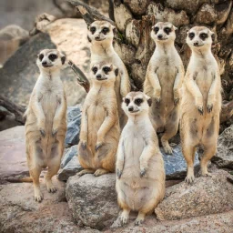  The Meerkat Family Photo♥