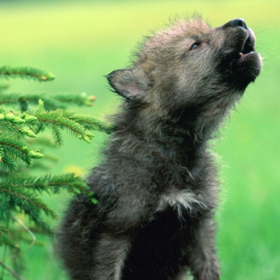 Wolf Pup Learning How to Howl