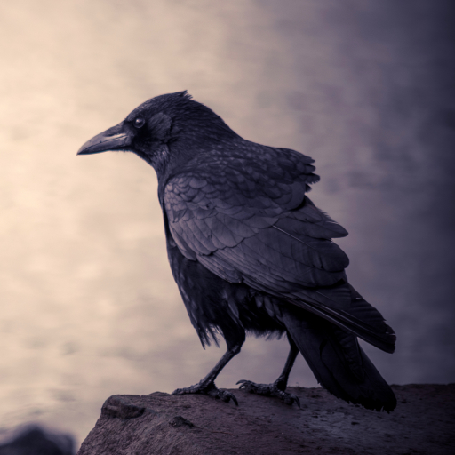 Download Bird Animal Crow Pfp By Danny Busch