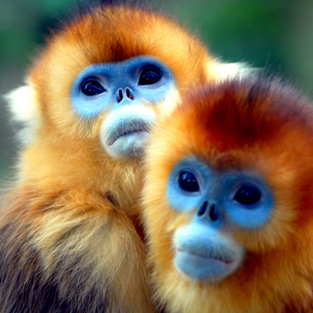 Golden snub-nosed monkey Pfp