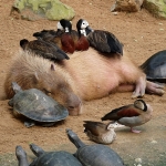 capybara Pfp