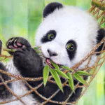  Baby Panda