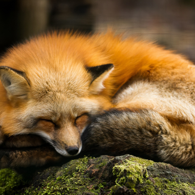 Fox Pfp by Alexandre Bès