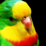 Close Up of Parrot on Black Background