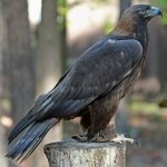 Download Animal Golden Eagle PFP