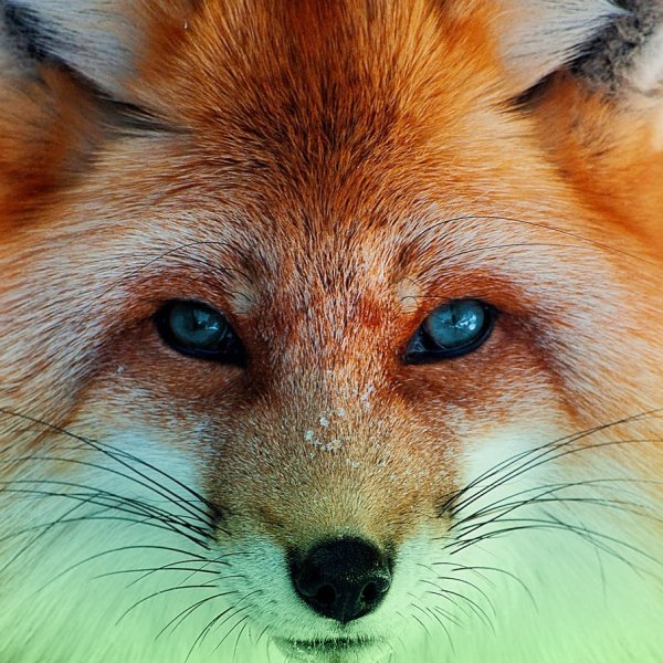 Download Nature Green Animal Fox PFP