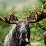 Download Animal Moose PFP