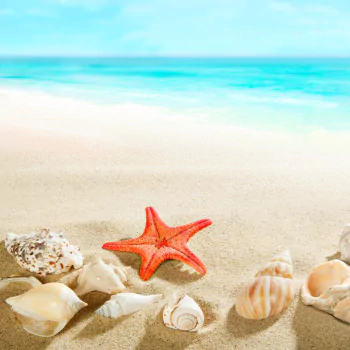horizon beach starfish sand nature shell PFP