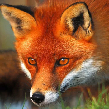  The piercing eyes of a red fox