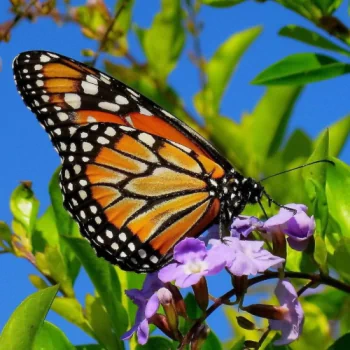 Animal butterfly PFP