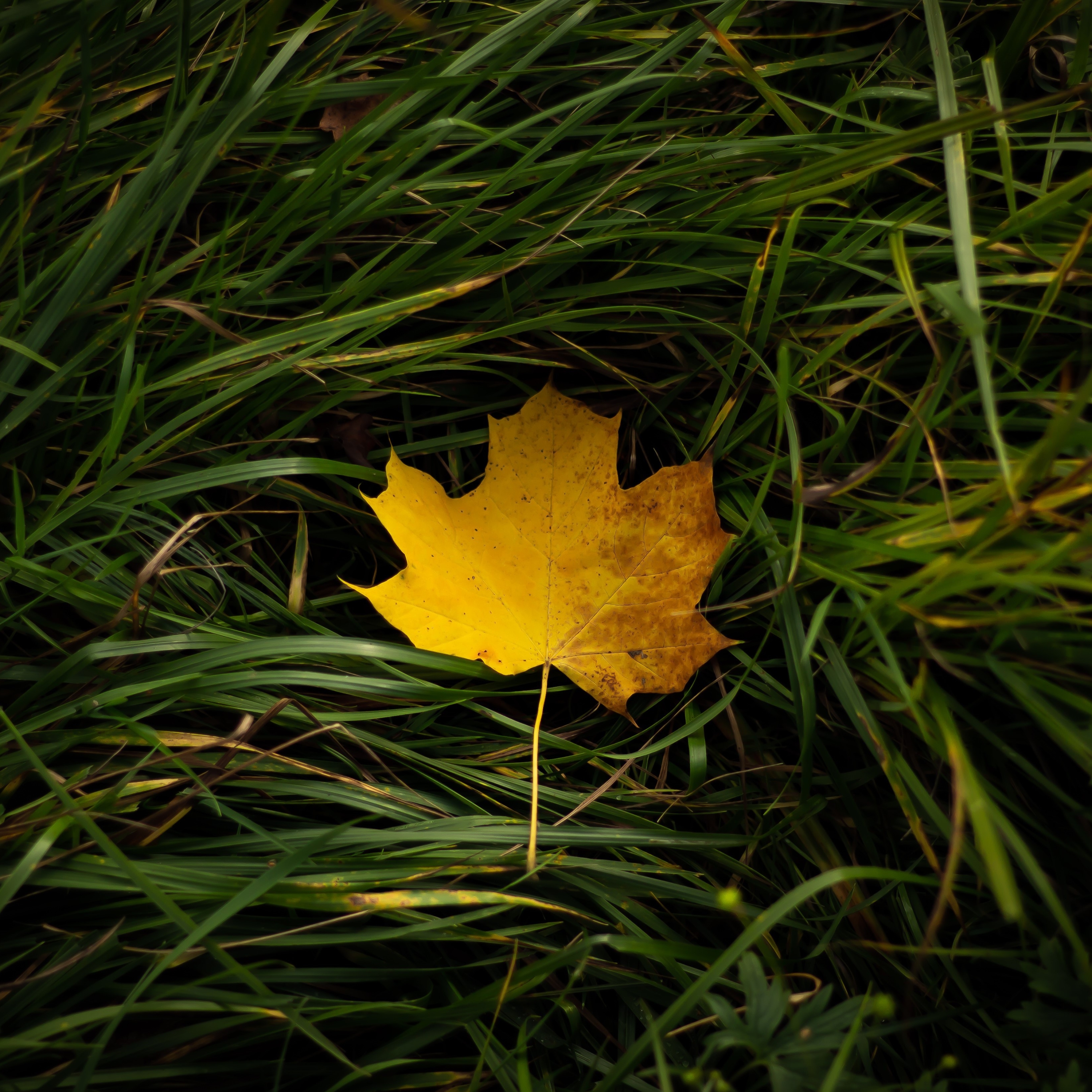 Leaf Pfp by Linus Schütz