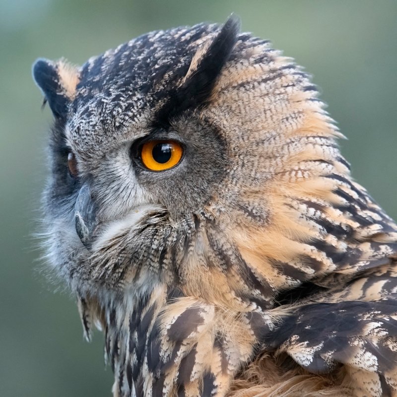 Download Bird Animal Owl PFP