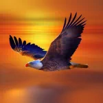 Animal eagle PFP