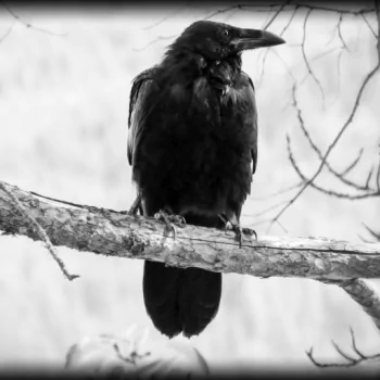  Black &amp; White Blackbird