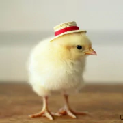 Animal chicken PFP