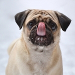 Pug Licking The Snow Off His Face