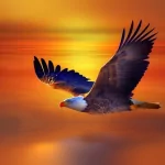Animal eagle PFP