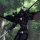 Vampire Hunter D