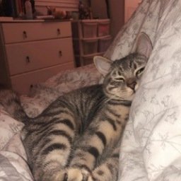 Download Animal Cat PFP