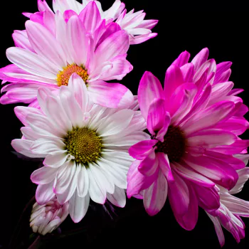 pink flower white flower nature flower PFP