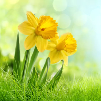 yellow flower flower nature daffodil PFP