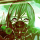 Code Vein