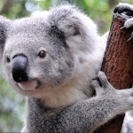 Download Animal Koala PFP