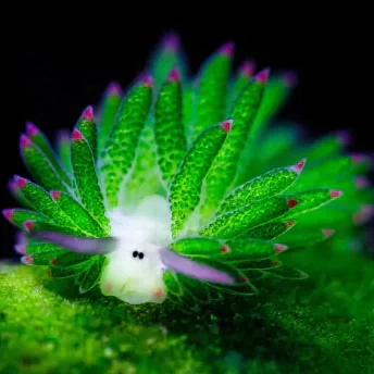 Sea Slug PFP