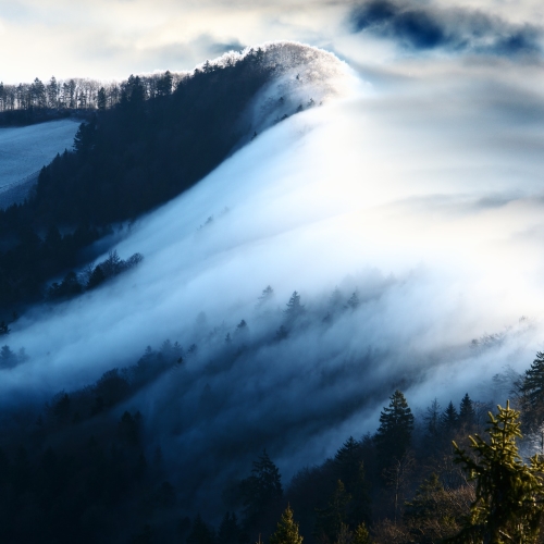 Wave of fog through the forest
