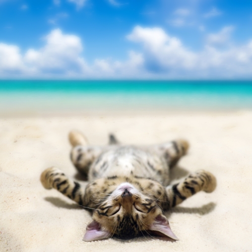 Cat Sunning Himself on the Beach