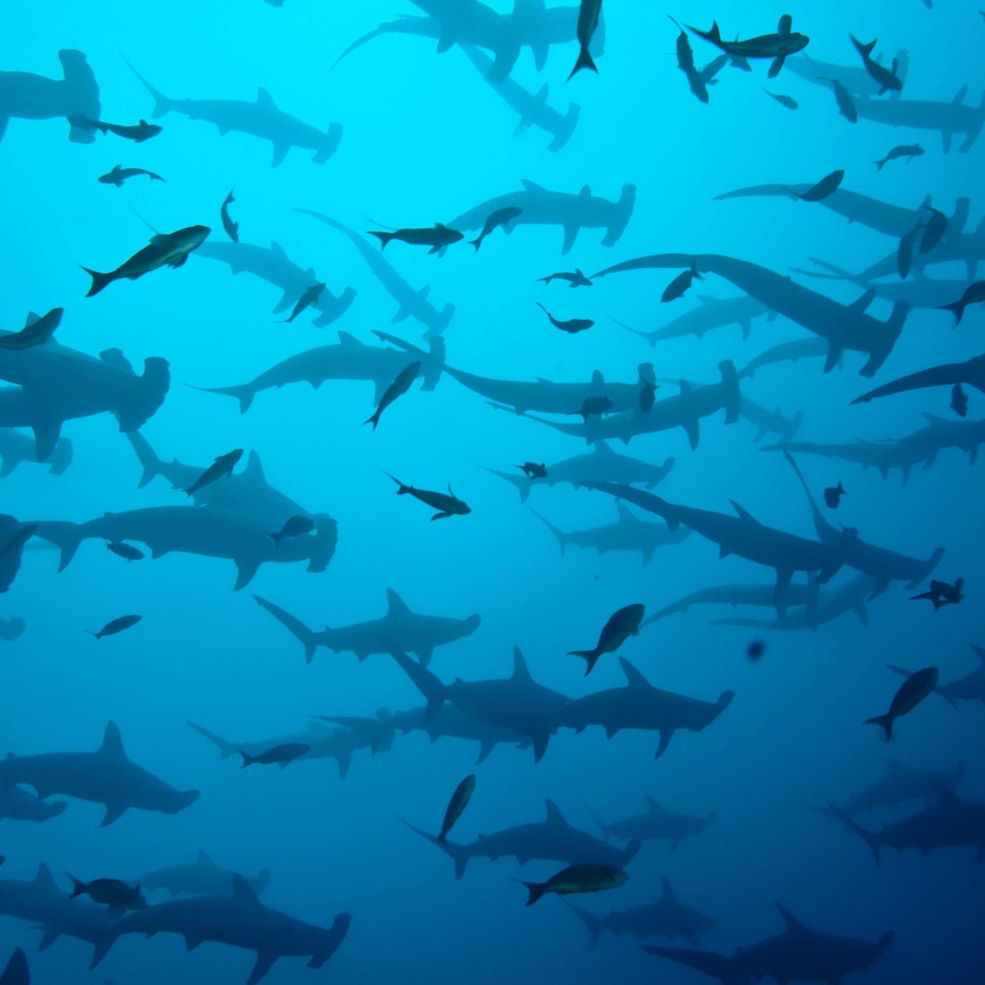 Hammerhead sharks, Cocos Island