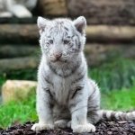 Download Animal White Tiger PFP