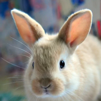 Animal rabbit PFP