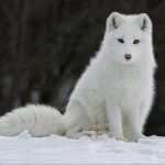 Animal arctic fox PFP