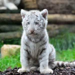 Animal white tiger PFP