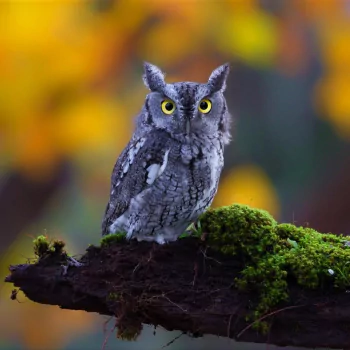 bird Animal owl PFP