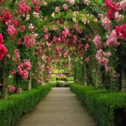 Arches in Rose Garden by joki