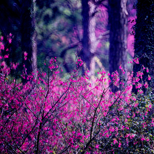 Pink Wildflowers in the Forest