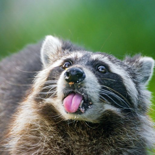 Download Animal Raccoon PFP