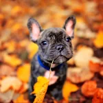 Animal french bulldog PFP