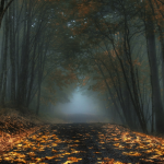 Foggy Autumn Forest Road by Jeffrey McNeill
