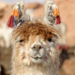 Animal llama PFP
